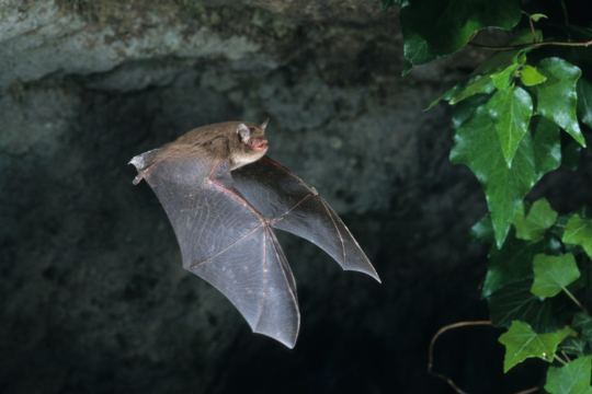 Bat-Removal-Minnesota