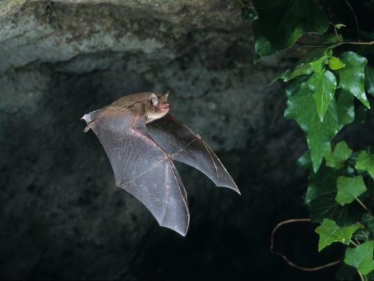 Bat-Removal-Minnesota