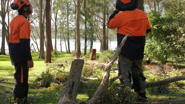 Tree-Removal-Newcastle