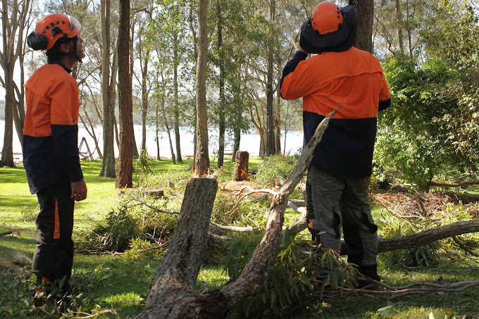Tree-Removal-Newcastle